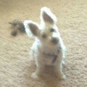 Meet your Posher, Shelli